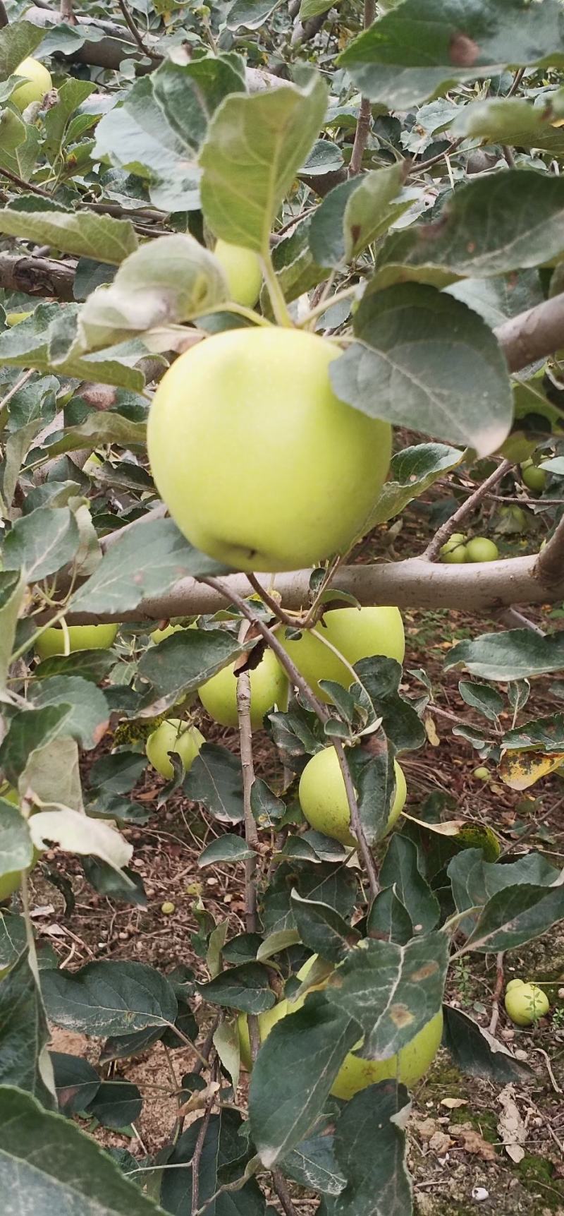 青脆李孑