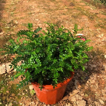 胡椒木地被苗小红盆绿化工程用苗小袋胡椒木