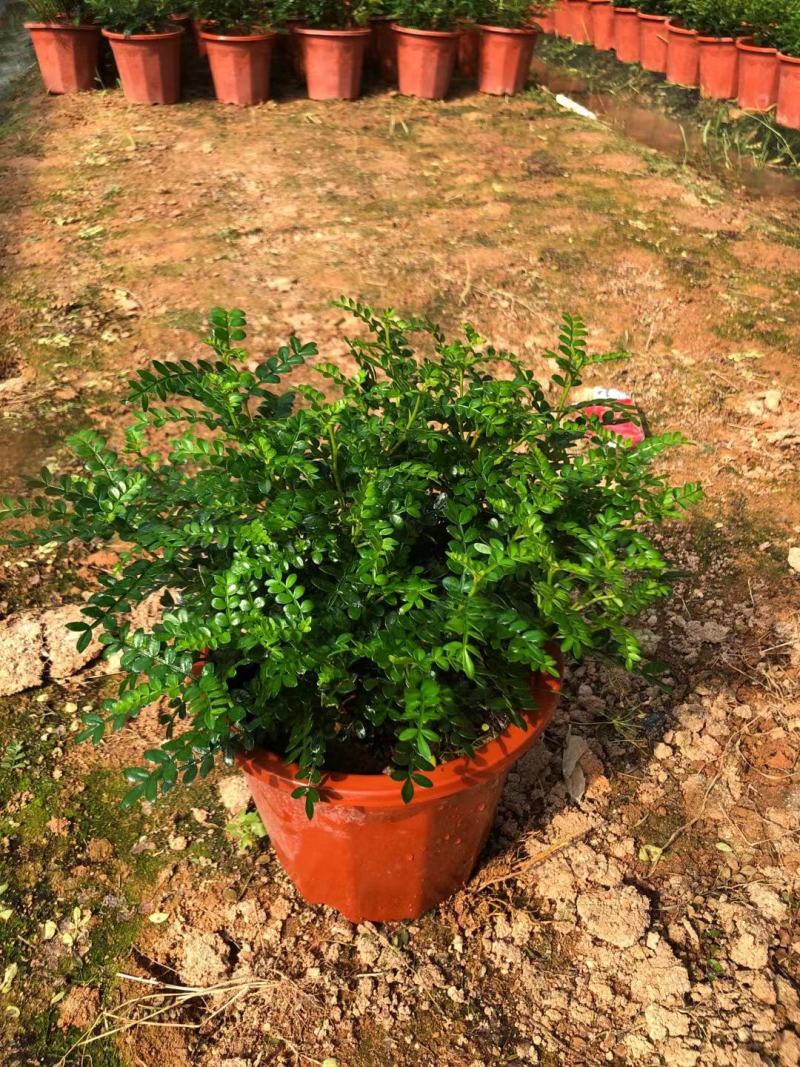 胡椒木地被苗小红盆绿化工程用苗小袋胡椒木