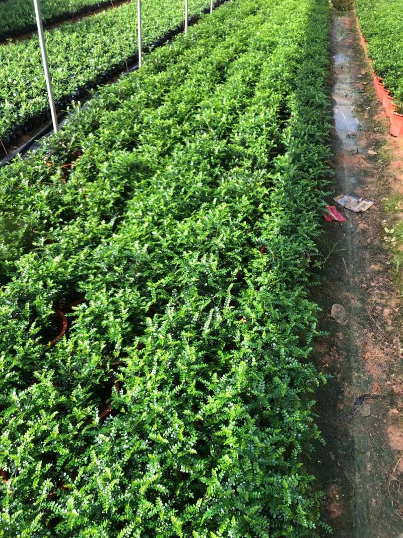 胡椒木地被苗小红盆绿化工程用苗小袋胡椒木