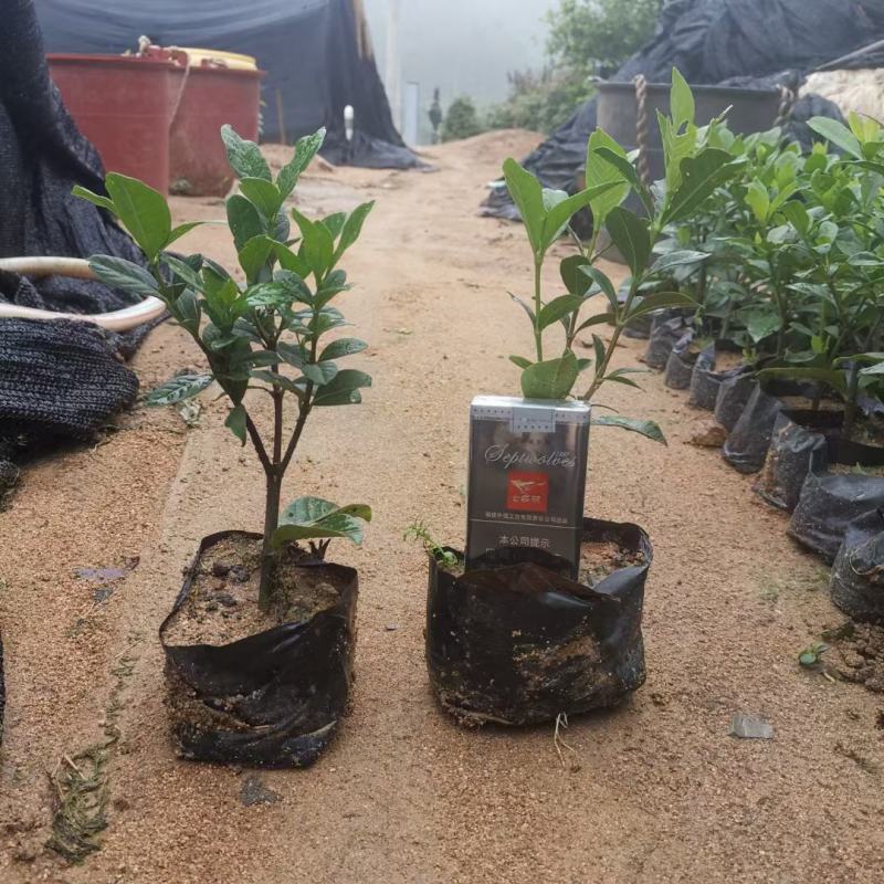 黄榕变叶木七里香小杯大杯装地被苗工程用苗