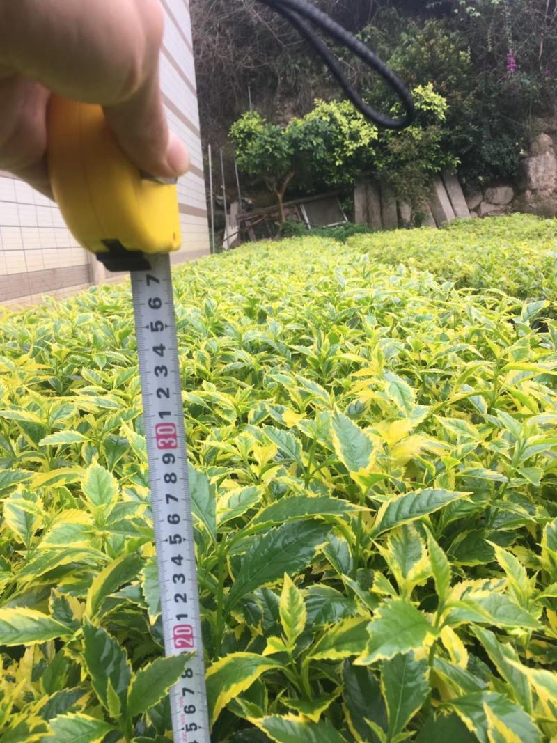 黄榕变叶木七里香小杯大杯装地被苗工程用苗