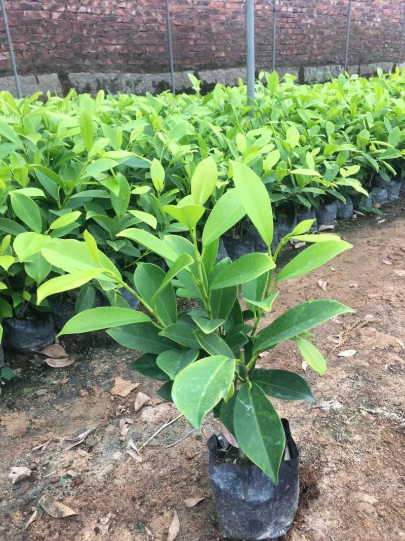 黄榕变叶木七里香小杯大杯装地被苗工程用苗