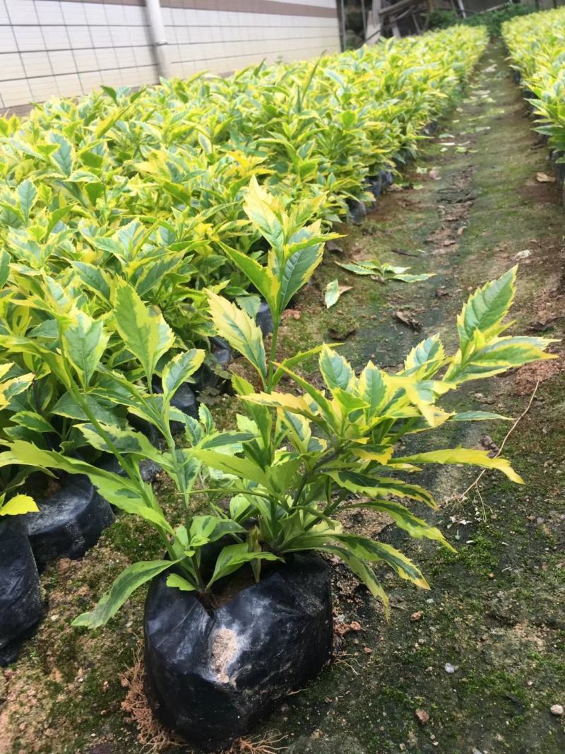 黄榕变叶木七里香小杯大杯装地被苗工程用苗