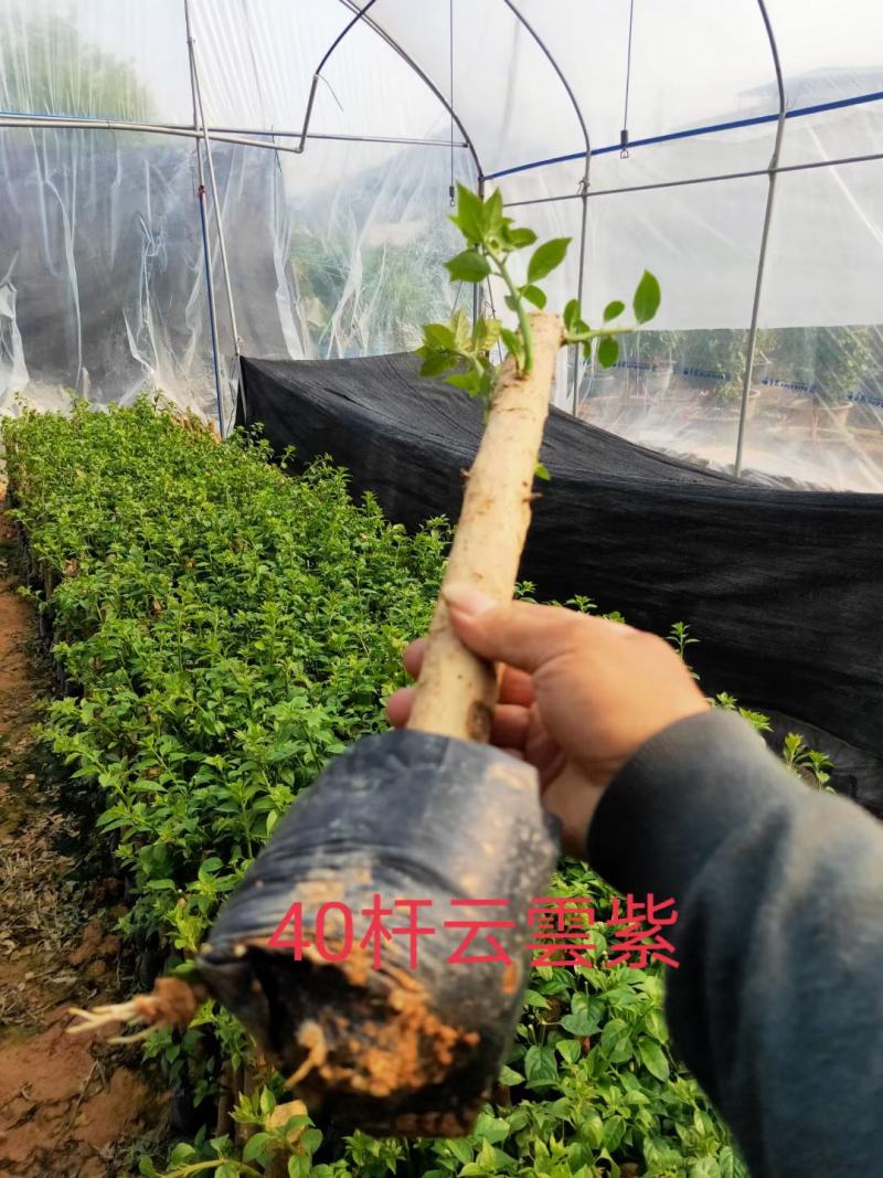 高杆三角梅老桩树桩40/30高紫色红花绿化工程苗木
