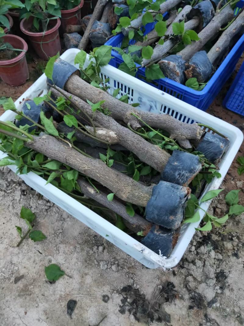 高杆三角梅老桩树桩40/30高紫色红花绿化工程苗木
