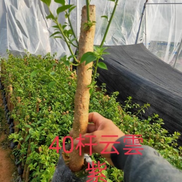 高杆三角梅老桩树桩40/30高紫色红花绿化工程苗木