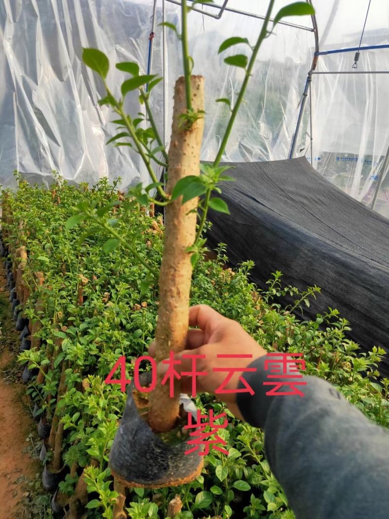 高杆三角梅老桩树桩40/30高紫色红花绿化工程苗木