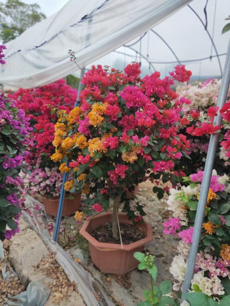 多色嫁接三角梅造型爬藤植物花卉灌木公司工程绿化苗