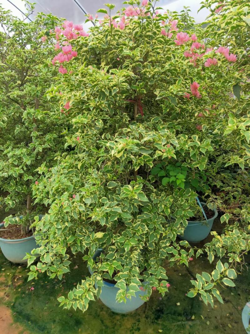 多色嫁接三角梅造型爬藤植物花卉灌木公司工程绿化苗