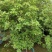 多色嫁接三角梅造型爬藤植物花卉灌木公司工程绿化苗