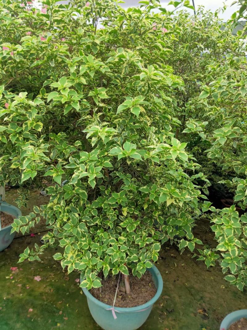 多色嫁接三角梅造型爬藤植物花卉灌木公司工程绿化苗