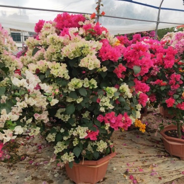 多色嫁接三角梅造型爬藤植物花卉灌木公司工程绿化苗