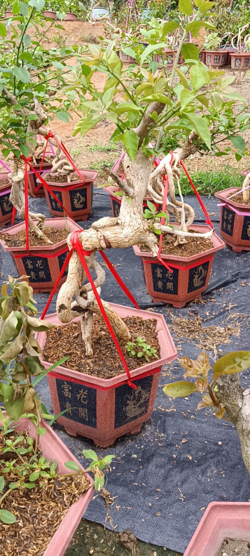 紫色造型三角梅提跟盆景塔紫绿樱爬藤植物花卉