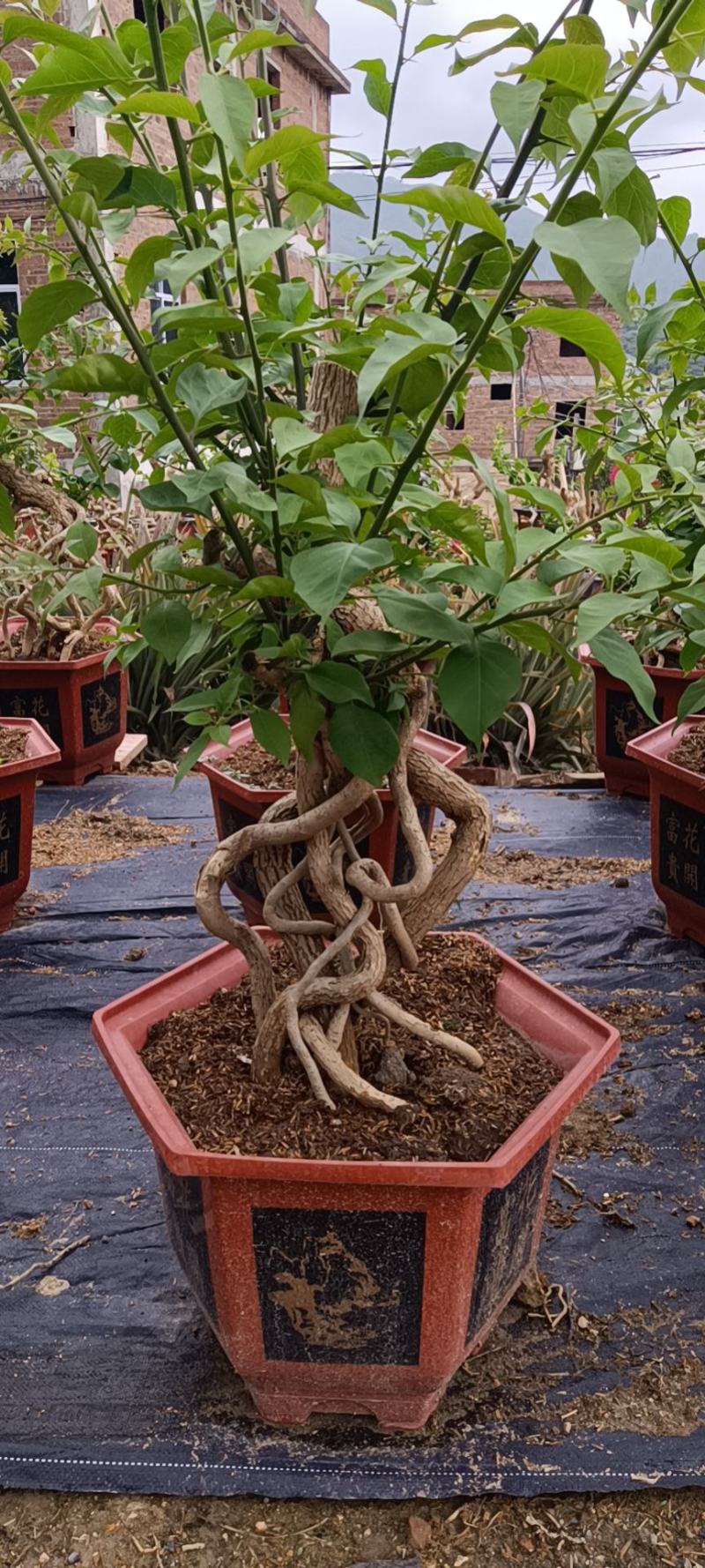 紫色造型三角梅提跟盆景塔紫绿樱爬藤植物花卉