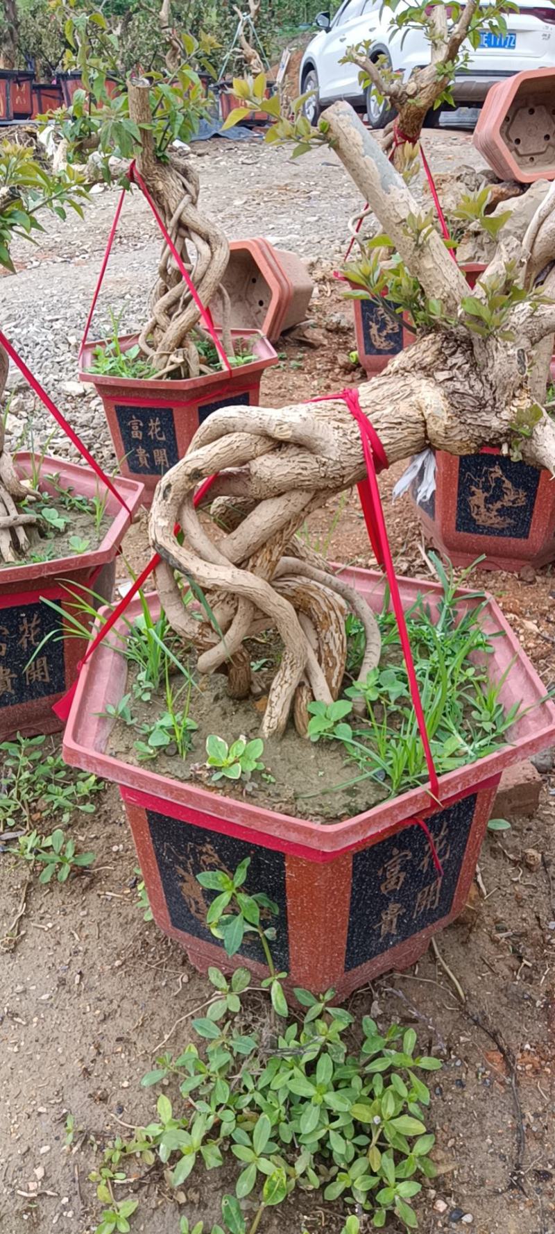 紫色造型三角梅提跟盆景塔紫绿樱爬藤植物花卉