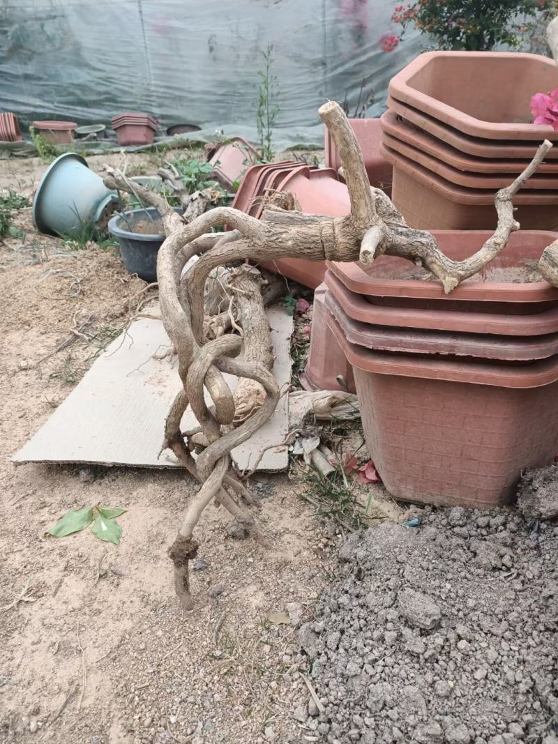 紫色造型三角梅提跟盆景塔紫绿樱爬藤植物花卉