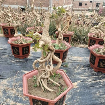 紫色造型三角梅提跟盆景塔紫绿樱爬藤植物花卉