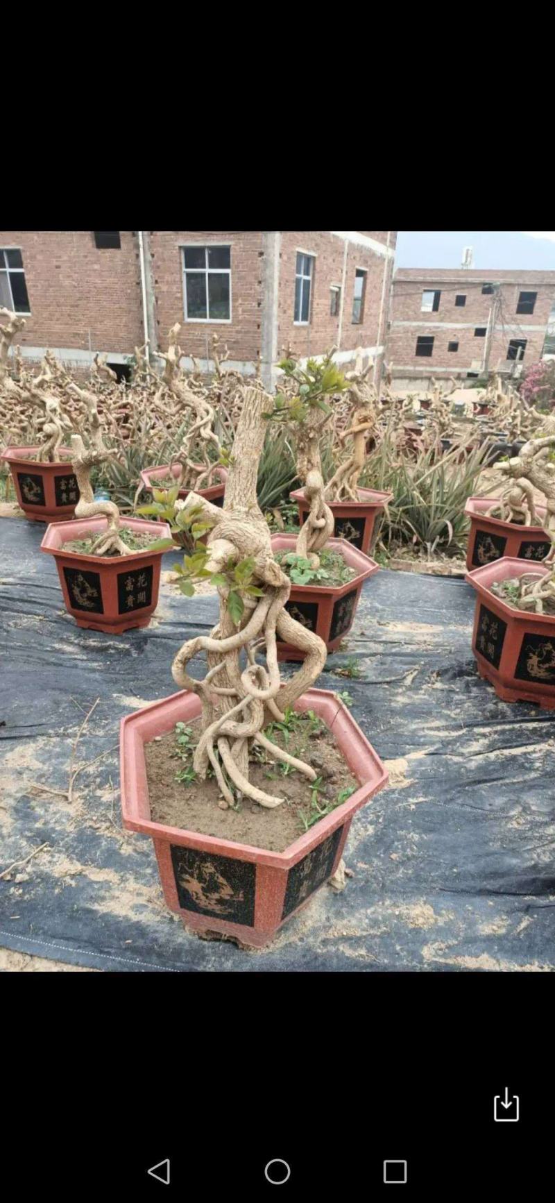 紫色造型三角梅提跟盆景塔紫绿樱爬藤植物花卉