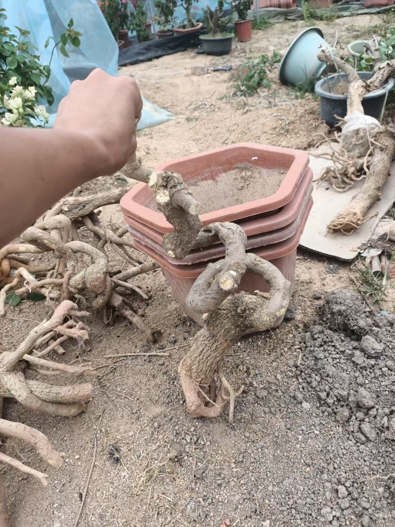 紫色造型三角梅提跟盆景塔紫绿樱爬藤植物花卉