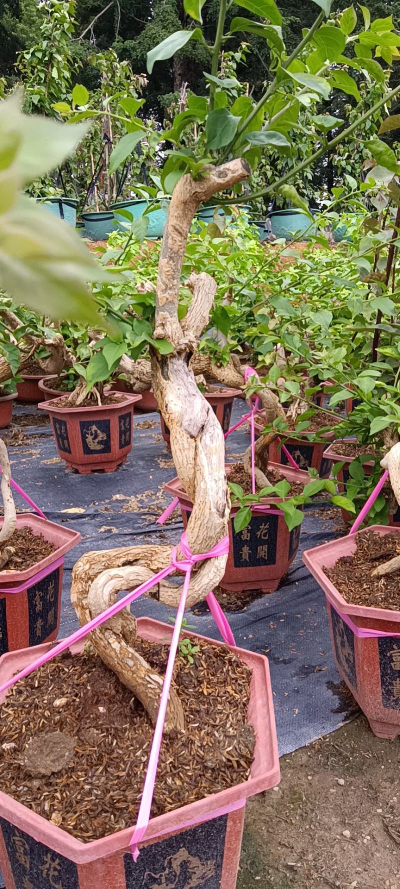紫色造型三角梅提跟盆景塔紫绿樱爬藤植物花卉