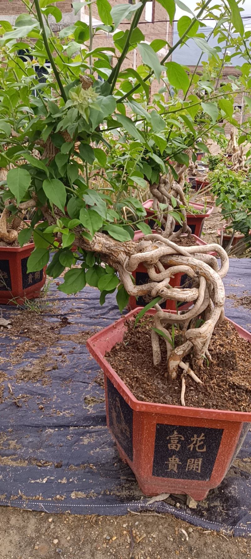 紫色造型三角梅提跟盆景塔紫绿樱爬藤植物花卉
