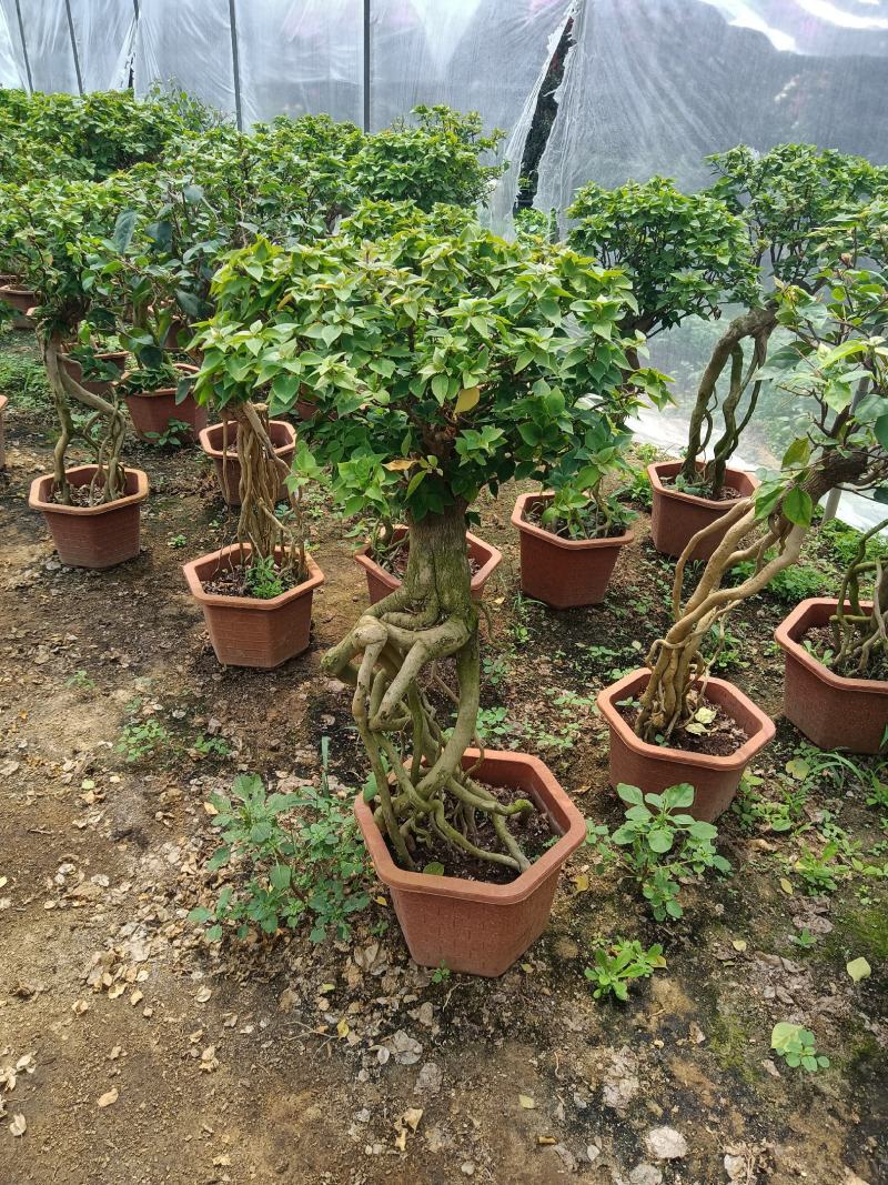 紫色造型三角梅提跟盆景塔紫绿樱爬藤植物花卉