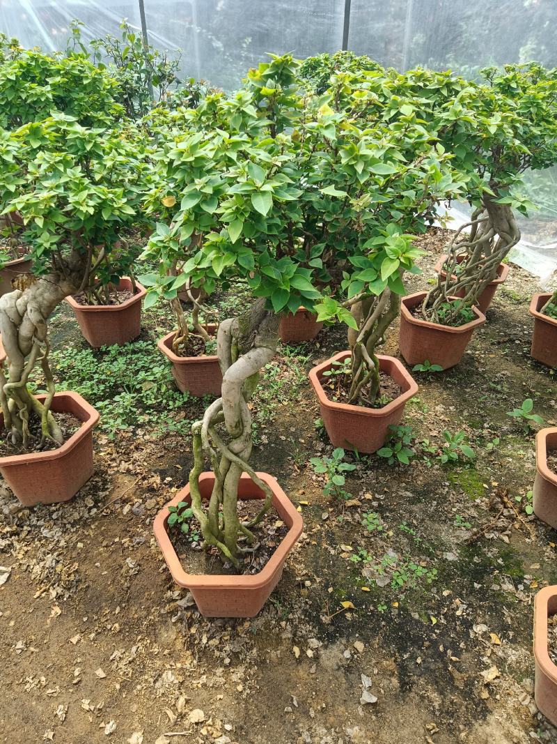紫色造型三角梅提跟盆景塔紫绿樱爬藤植物花卉