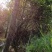 红花三角梅爬藤植物花卉公司工程绿化用苗
