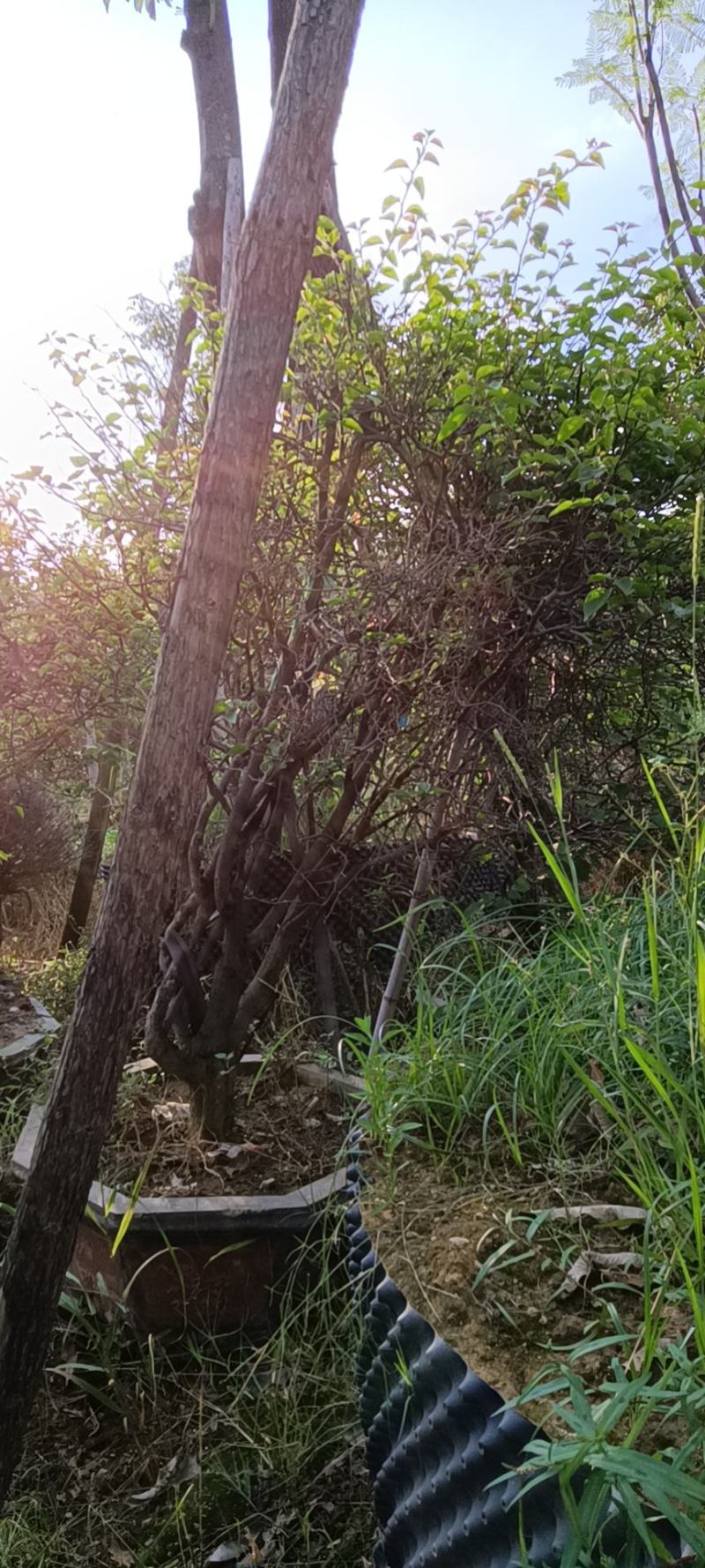 红花三角梅爬藤植物花卉公司工程绿化用苗
