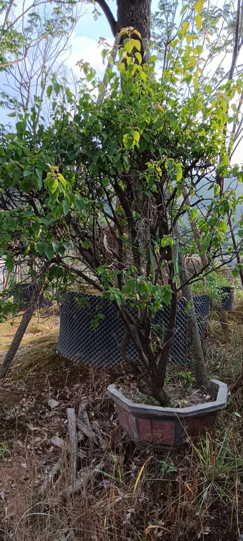 红花三角梅爬藤植物花卉公司工程绿化用苗