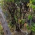红花三角梅爬藤植物花卉公司工程绿化用苗