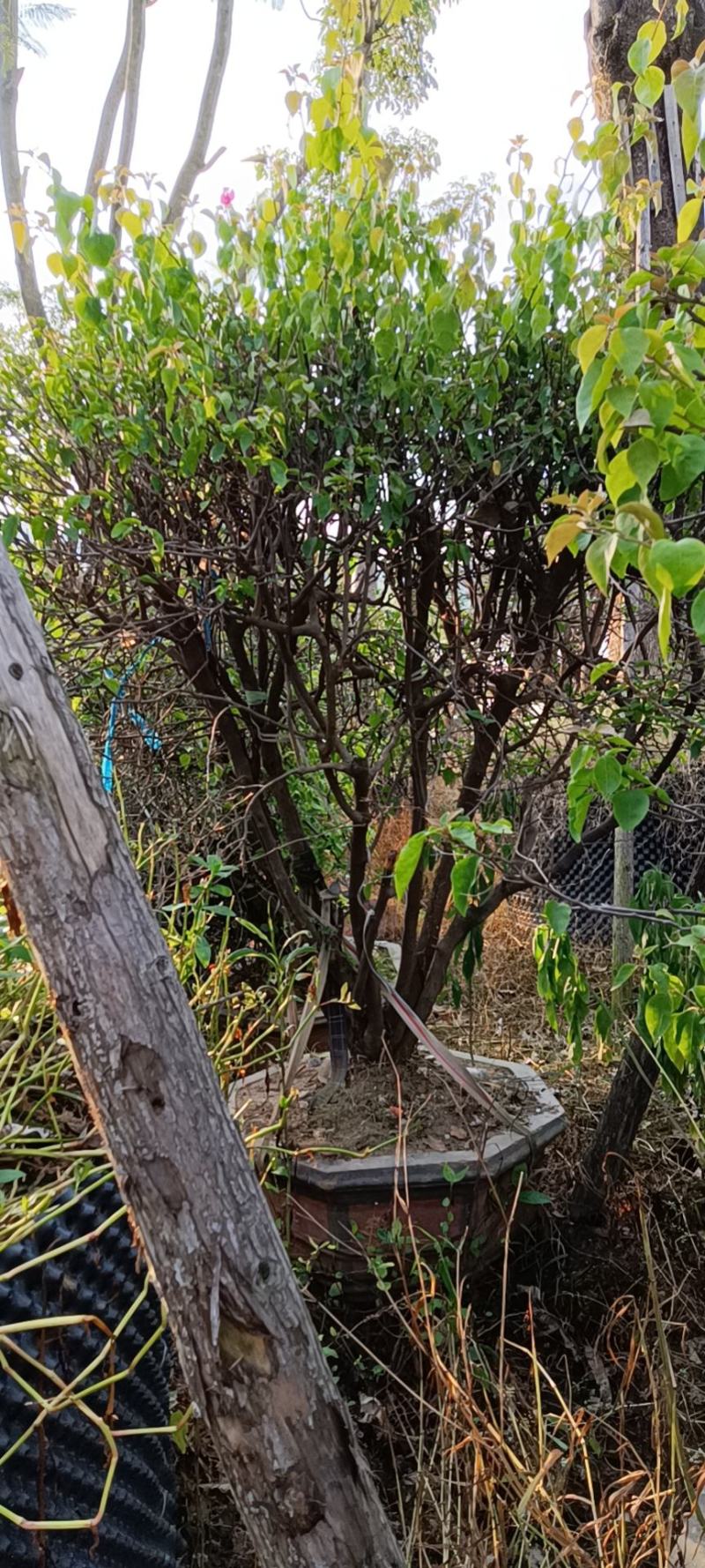 红花三角梅爬藤植物花卉公司工程绿化用苗