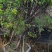 红花三角梅爬藤植物花卉公司工程绿化用苗