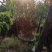 红花三角梅爬藤植物花卉公司工程绿化用苗