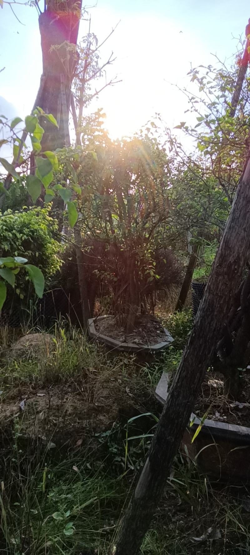 红花三角梅爬藤植物花卉公司工程绿化用苗