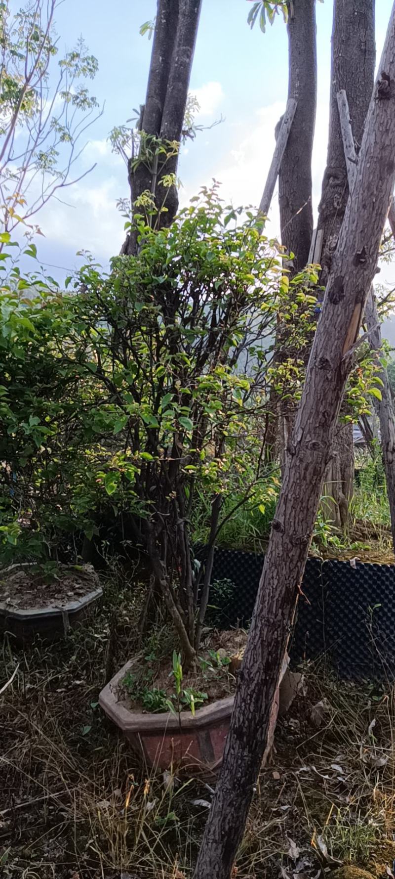红花三角梅爬藤植物花卉公司工程绿化用苗