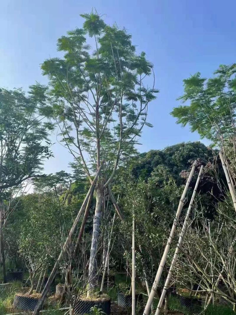 凤凰木蓝花楹工地工程绿化苗木灌木价格美丽