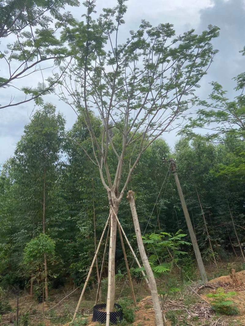 凤凰木蓝花楹工地工程绿化苗木灌木价格美丽