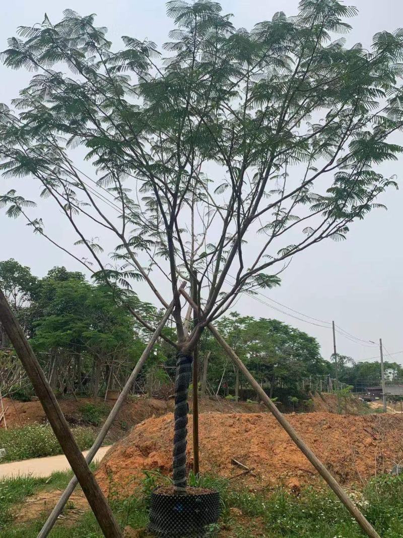 凤凰木蓝花楹工地工程绿化苗木灌木价格美丽