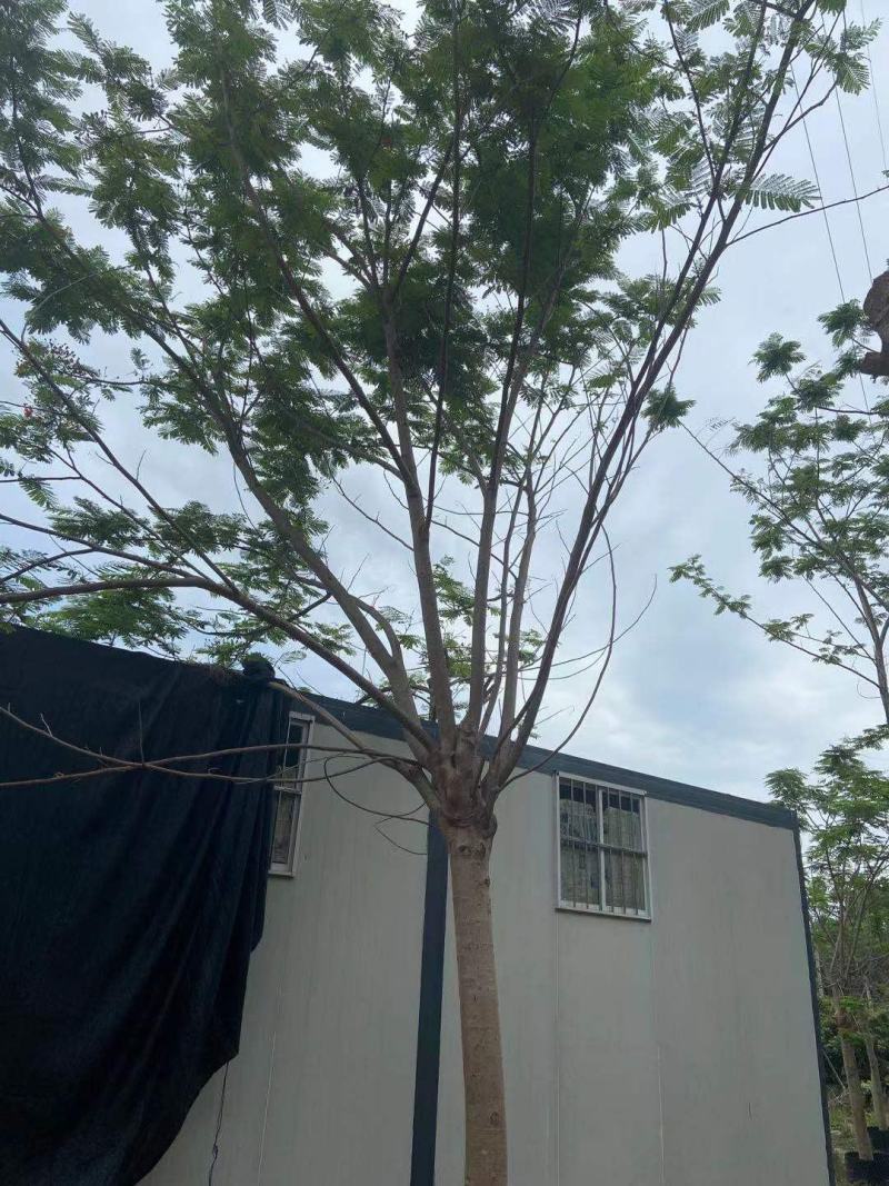 凤凰木蓝花楹工地工程绿化苗木灌木价格美丽
