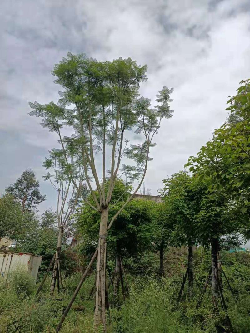 凤凰木蓝花楹工地工程绿化苗木灌木价格美丽