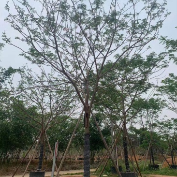 凤凰木蓝花楹工地工程绿化苗木灌木价格美丽
