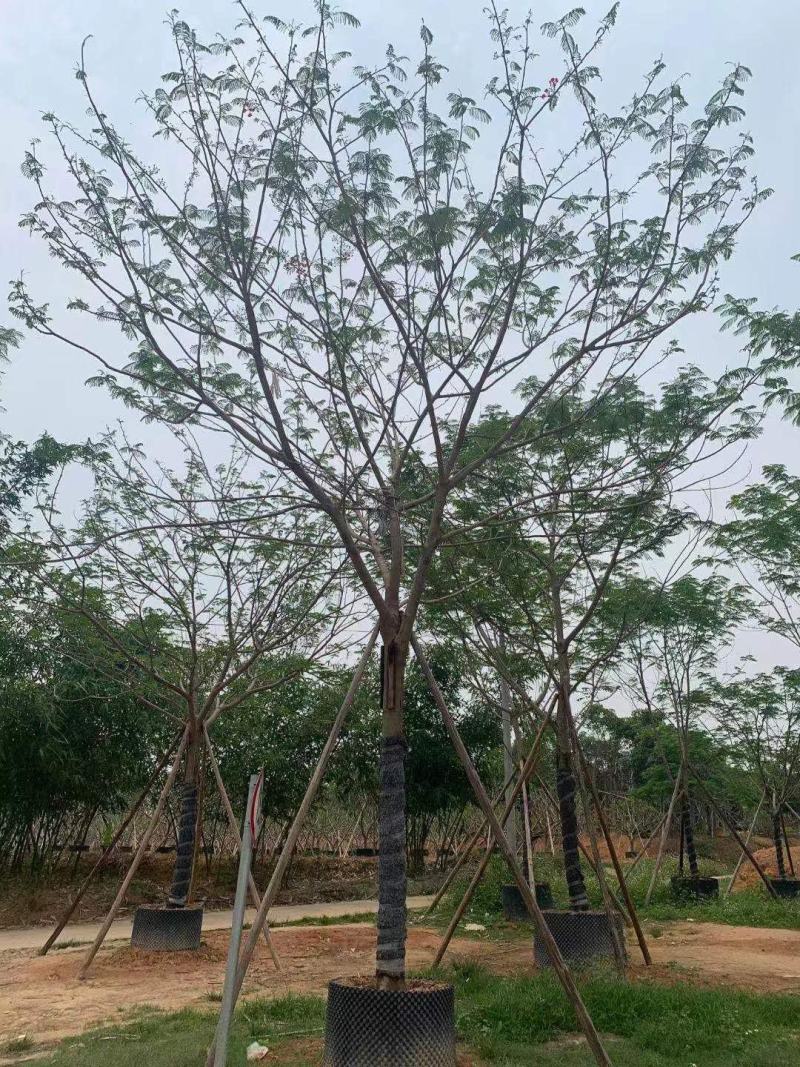 凤凰木蓝花楹工地工程绿化苗木灌木价格美丽