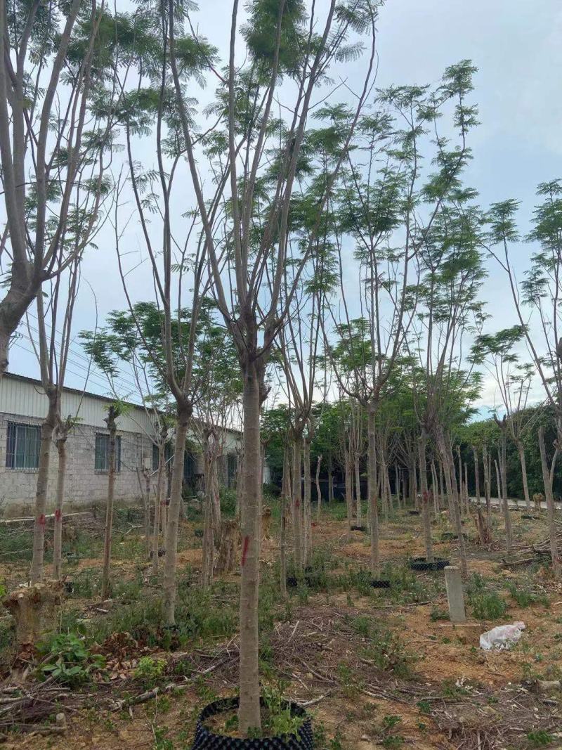 凤凰木蓝花楹工地工程绿化苗木灌木价格美丽