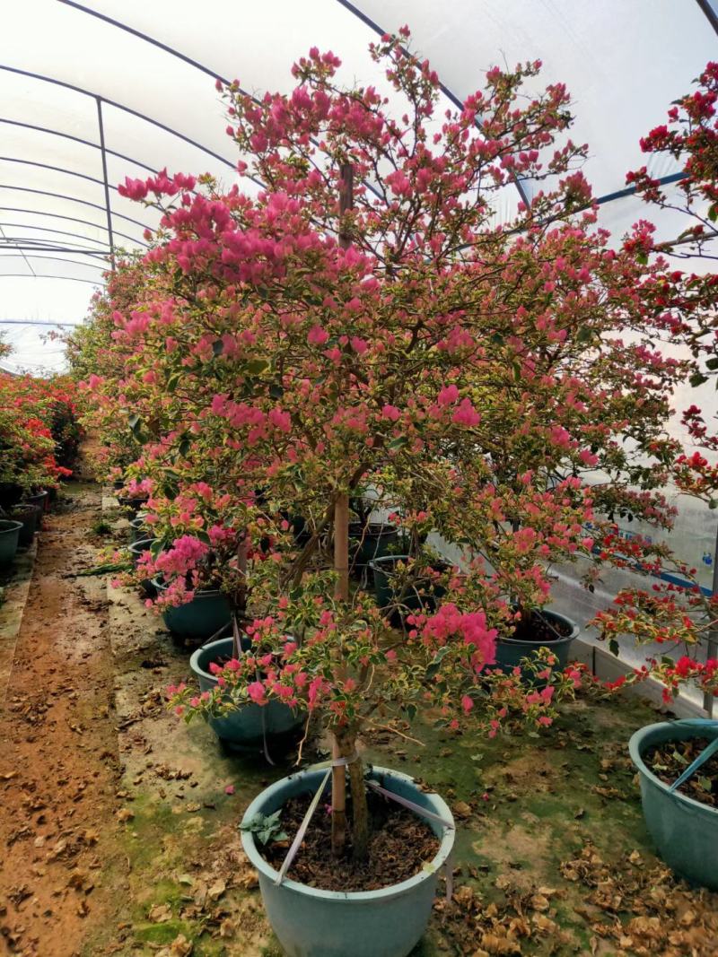 红花三角梅爬藤植物花卉公司工程绿化用苗
