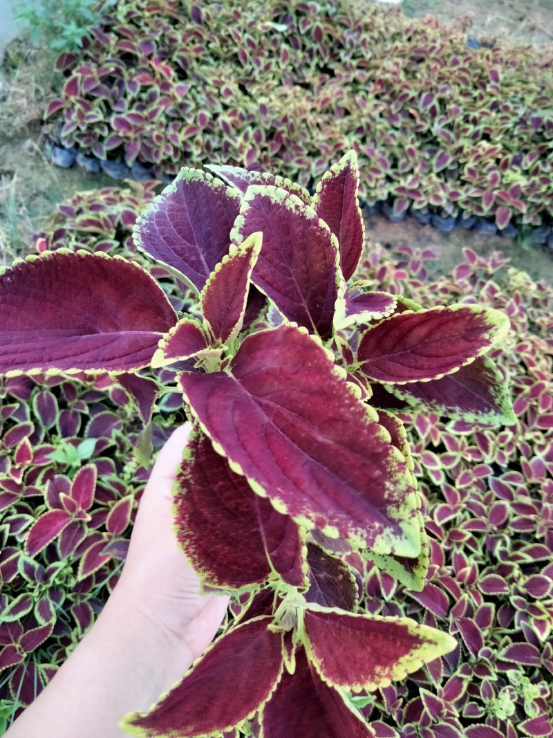 精美鲜艳彩叶草，自家基地种植，量大从优。