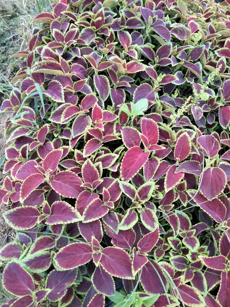 精美鲜艳彩叶草，自家基地种植，量大从优。