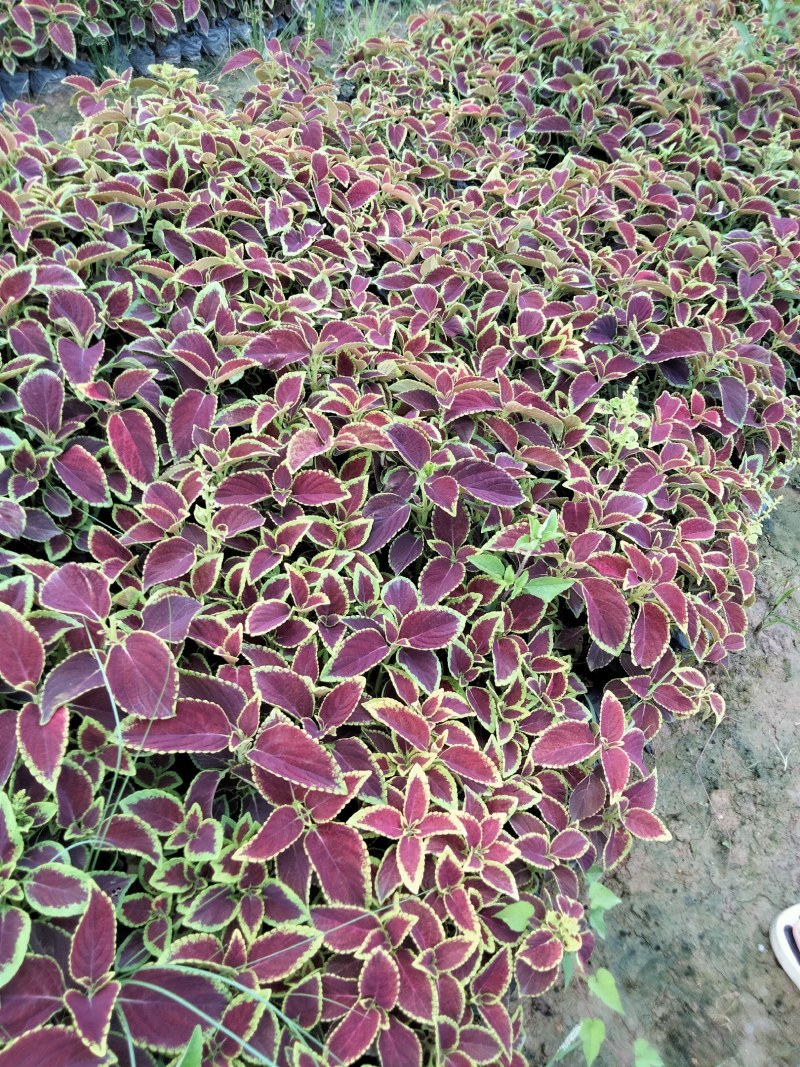 精美鲜艳彩叶草，自家基地种植，量大从优。