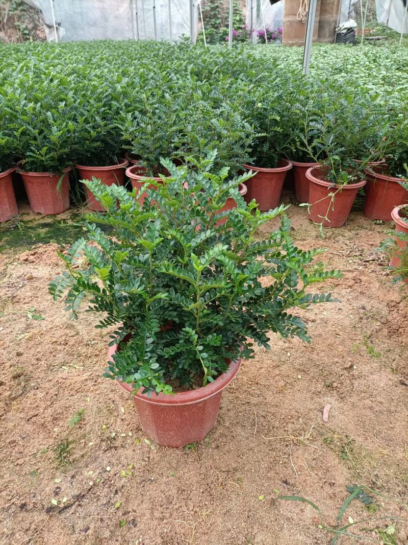 胡椒木地被苗小红盆绿化工程用苗小袋胡椒木